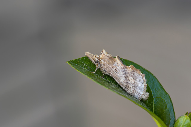 Pterostoma palpina - csőrös púposszövő