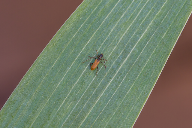 Stenhomalus bicolor - kétszínű hengercincér