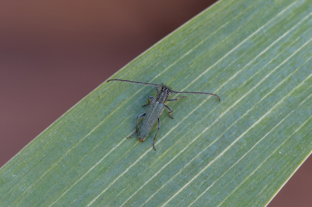 Opsilia coerulescens coerulescens