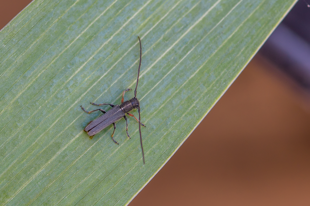Phytoecia cylindrica - medvelapucincér