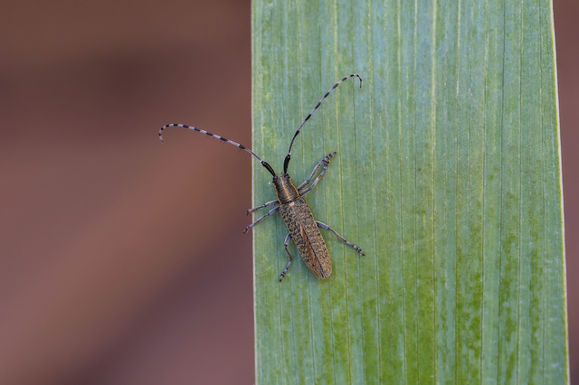 Agapanthia villosoviridescens - fehérgyűrűs bogáncscincér