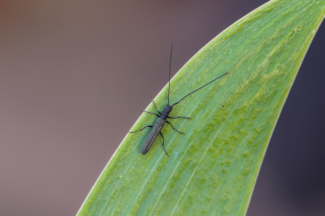 Theophilea subcylindricollis - hengeres szalmacincér