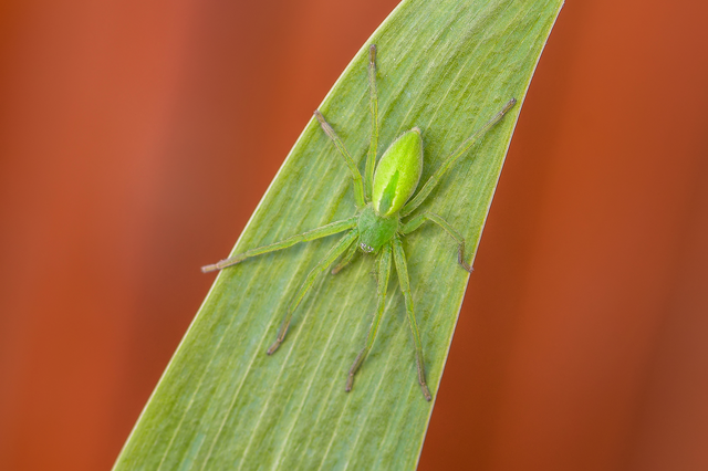 Micrommata virescens - hunyópók