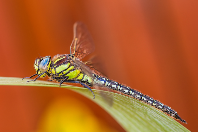 Brachytron pratense - szőrös karcsúacsa