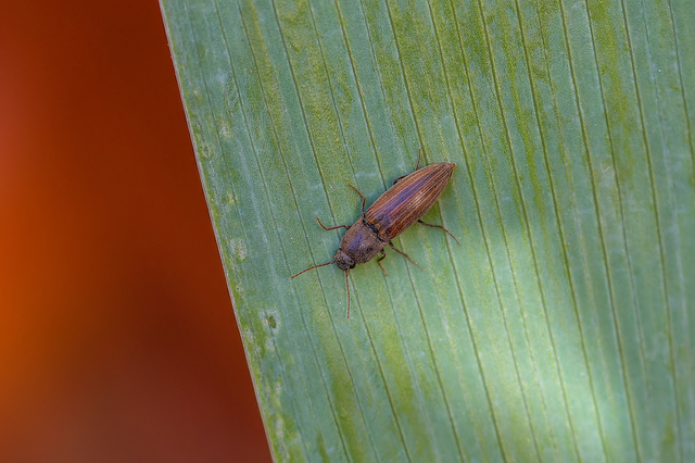 Agriotes lineatus - vetési pattanó