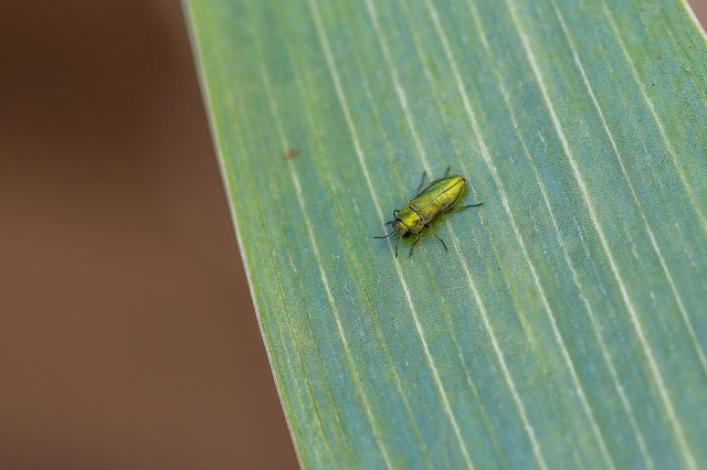 Anthaxia nitidula - ragyogó virágdíszbogár