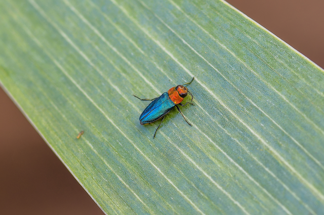 Anthaxia nitidula - ragyogó virágdíszbogár