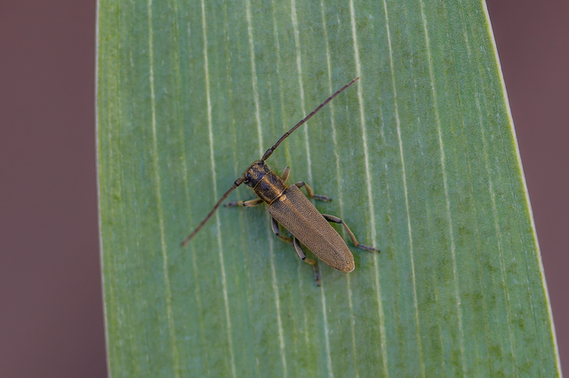 Phytoecia nigricornis - ürömcincér