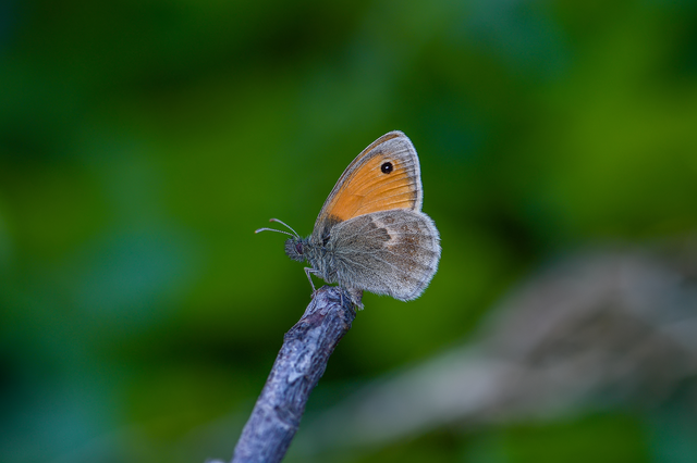 Coenonympha pamphilus - kis szénalepke