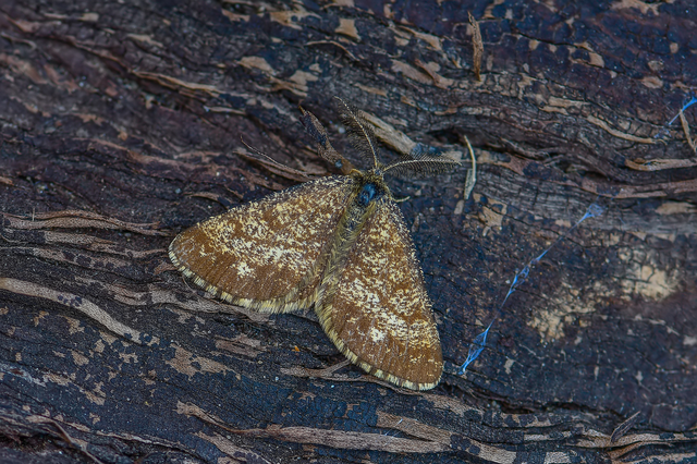 Ematurga atomaria - barna rétiaraszoló