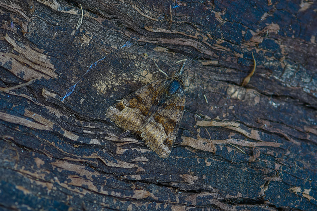 Euclidia glyphica - közönséges nappalibagoly