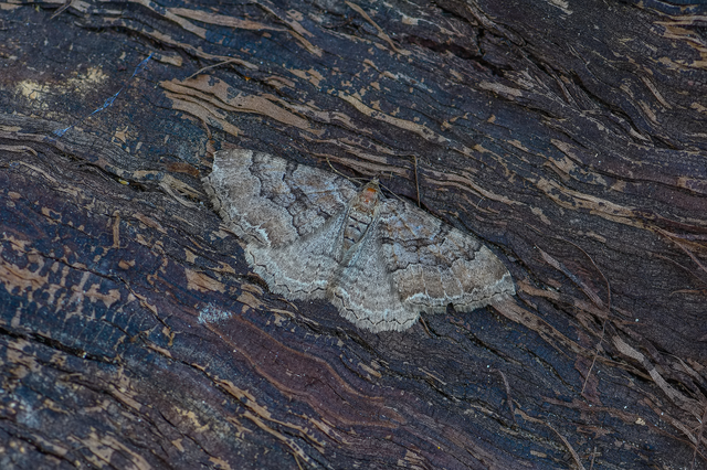 Hydria cervinalis - őzbarna araszoló