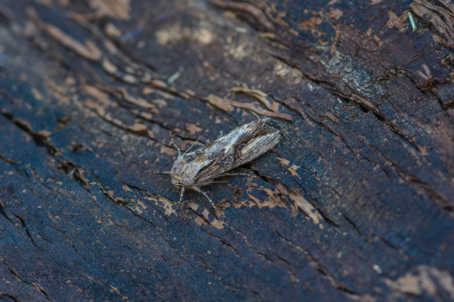 Egira conspicillaris - változékony szürkebagoly