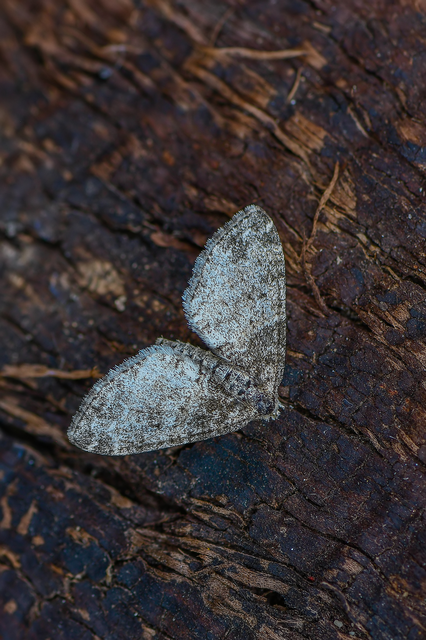 Lobophora halterata - szárnyfüggelékes araszoló
