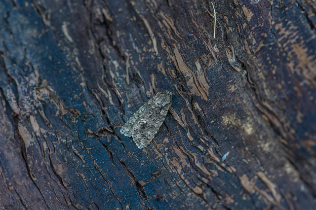 Acronicta rumicis - sóska-szigonyosbagoly
