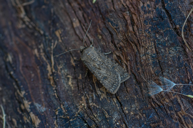 Agrotis segetum - vetési földibagoly