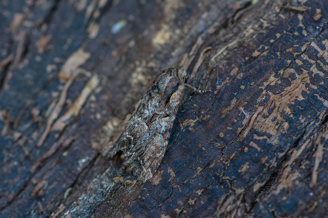 Lacanobia thalassina - borbolya-kertibagoly