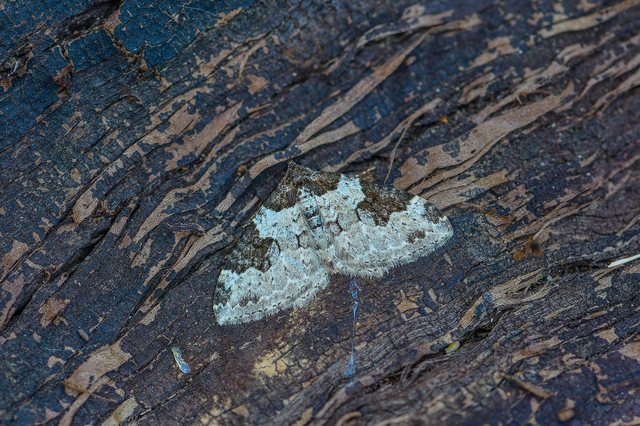 Xanthorhoe fluctuata - közönséges tarkaaraszoló