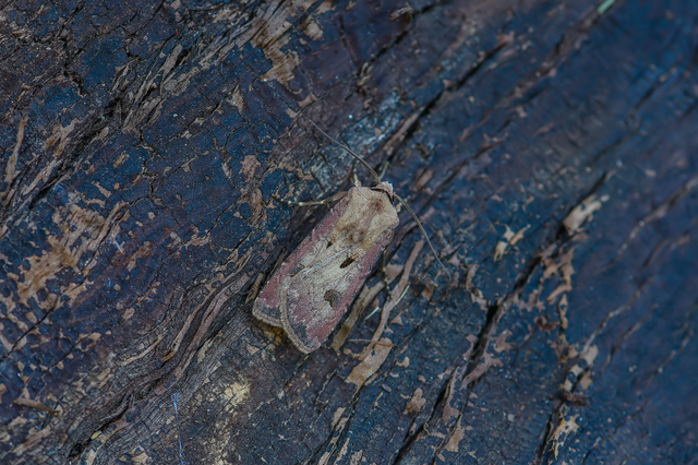 Agrotis exclamationis - felkiáltójeles földibagoly