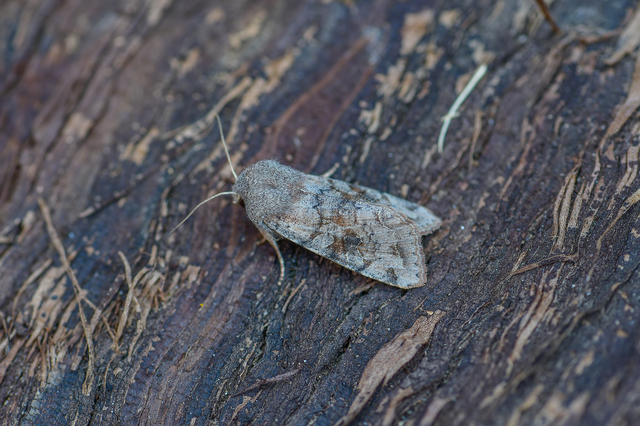 Orthosia incerta - változékony barkabagoly