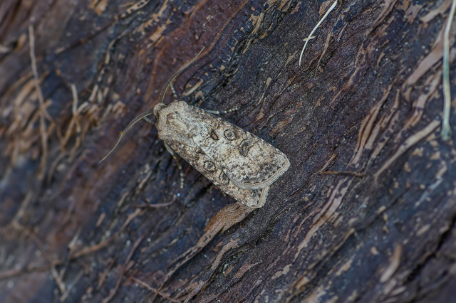 Agrotis segetum - vetési földibagoly