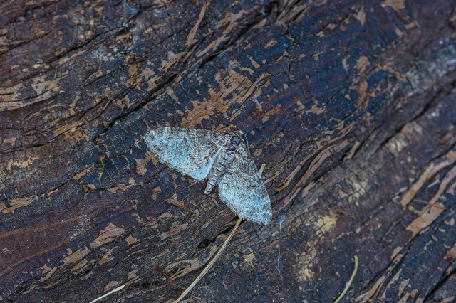 Lobophora halterata - szárnyfüggelékes araszoló