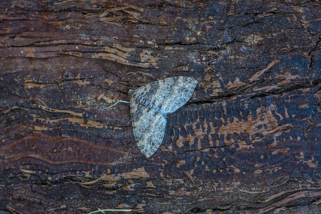 Lobophora halterata - szárnyfüggelékes araszoló