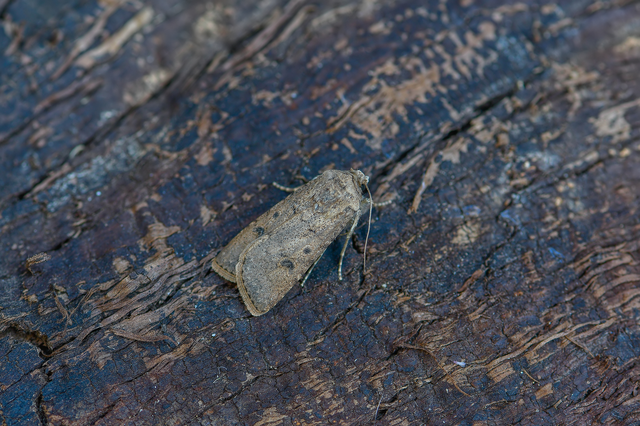 Agrotis segetum - vetési földibagoly