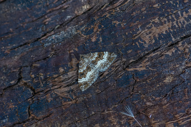 Epirrhoe alternata - galaj-tarkaaraszoló