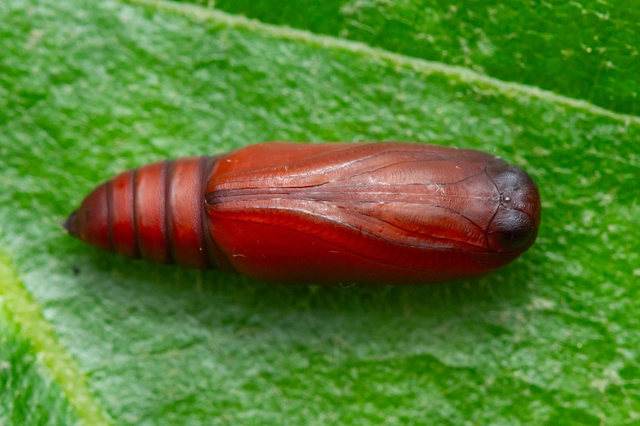 Pechipogo plumigeralis - tollascsápú karcsúbagoly