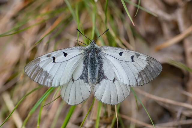 Parnassius mnemosyne - kis apollólepke