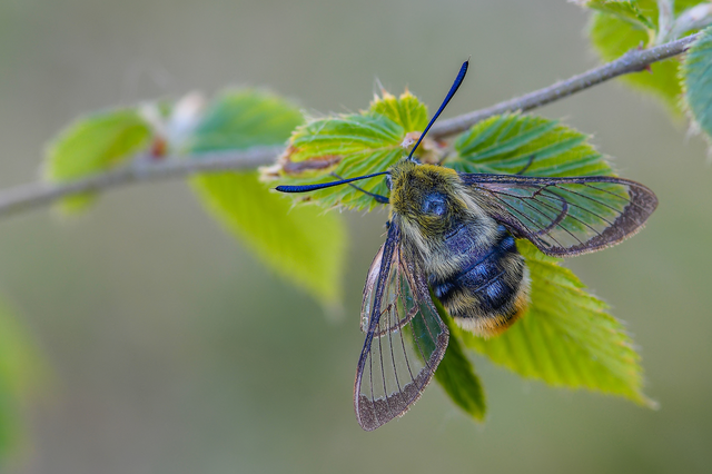 Hemaris tityus - pöszörszender Hemaris tityus - pöszörszender