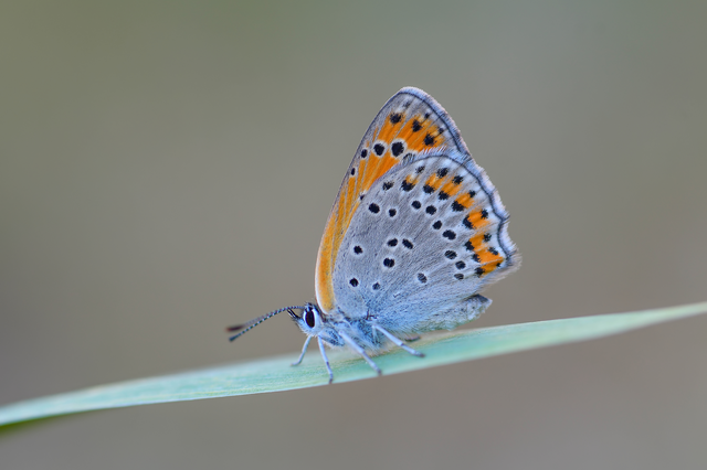 Lycaena thersamon - kis tűzlepke