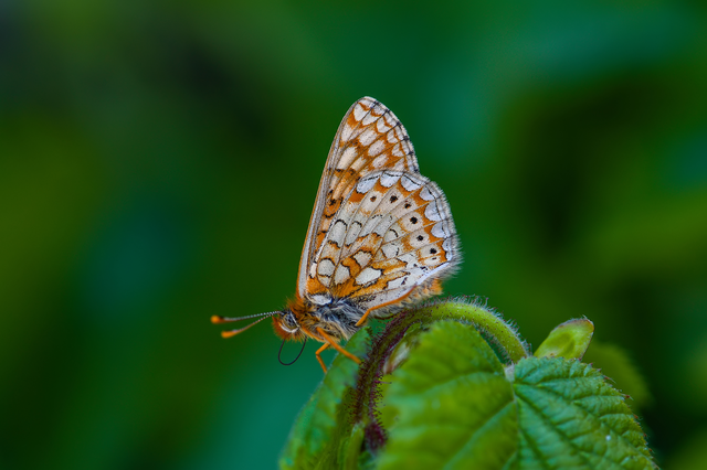 Euphydryas aurinia - lápi tarkalepke