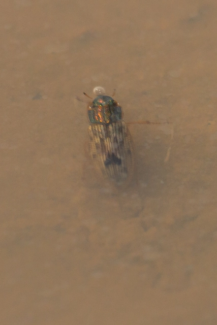 Helophorus