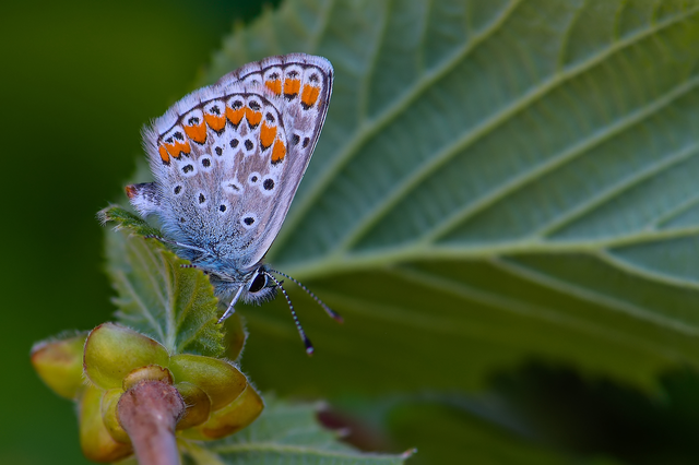 Aricia agestis - szerecsenboglárka