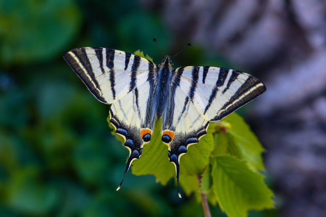 Iphiclides podalirius - kardoslepke