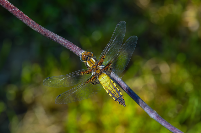 Libellula depressa - széles laposacsa