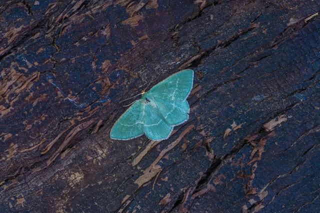 Chlorissa cloraria - sárgászöld araszoló