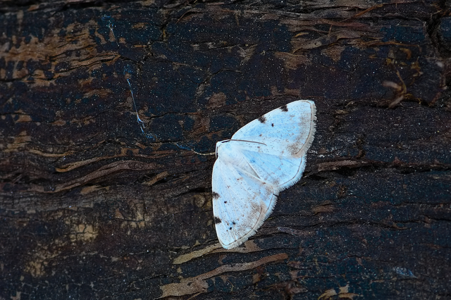 Lomographa bimaculata - kétpontos fehéraraszoló