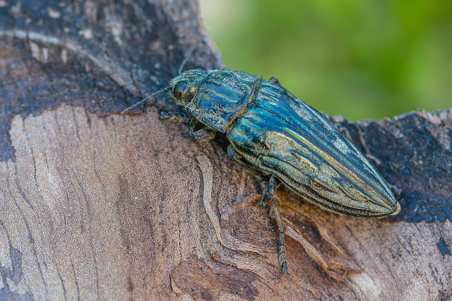 Chalcophora mariana - nagy fenyvesdíszbogár