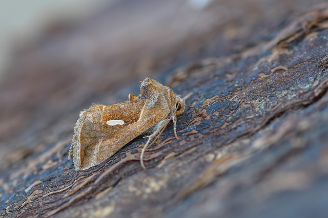 Macdunnoughia confusa - cseppfoltos ezüstbagoly