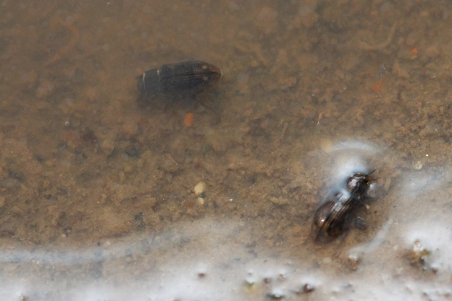 Helophorus