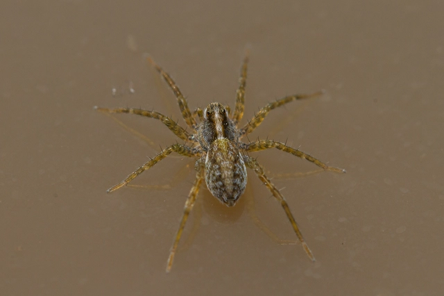 Pardosa
