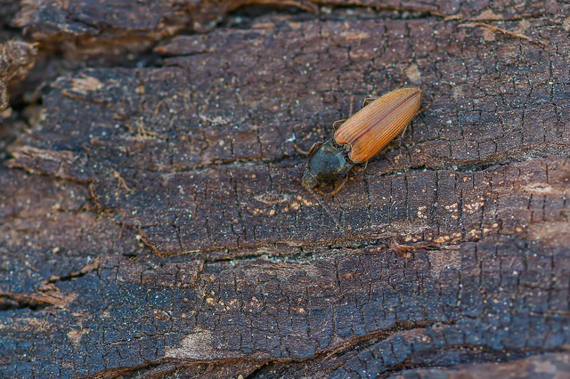 Dicronychus testaceus