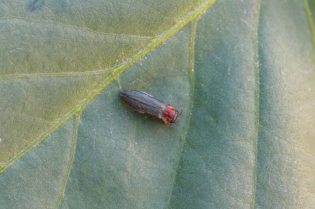 Agrilus auricollis - szil-karcsúdíszbogár