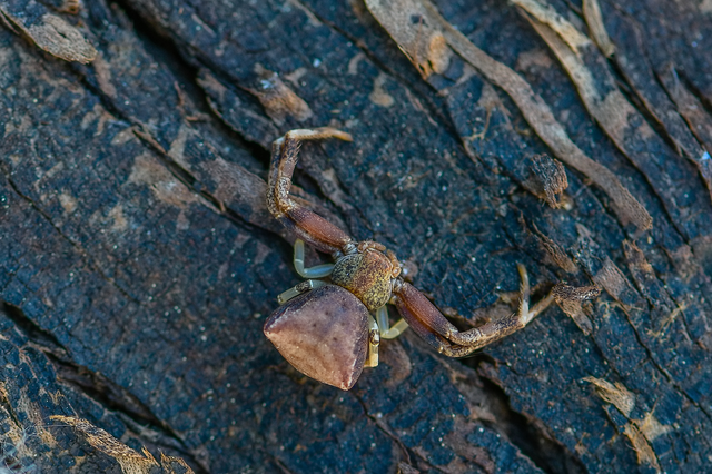 Pistius truncatus - csonka karolópók