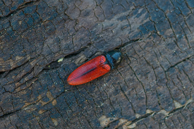 Ampedus sanguinolentus - középfoltos pattanó
