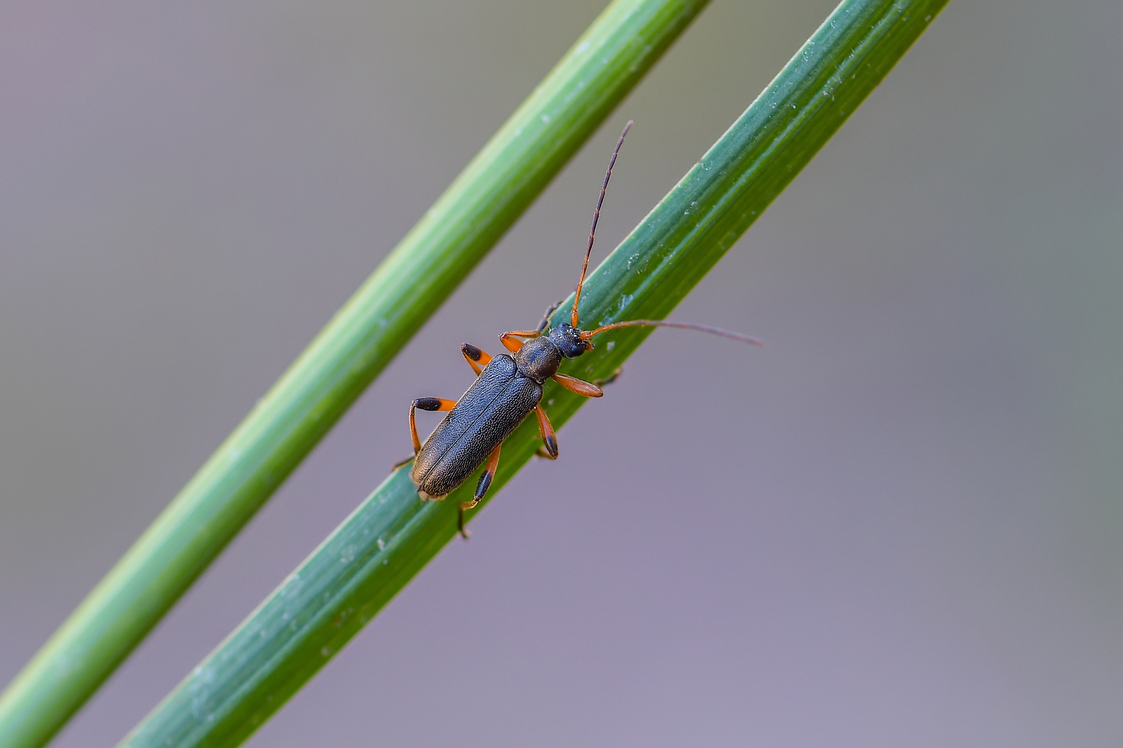Cortodera femorata - fenyves-cserjecincér