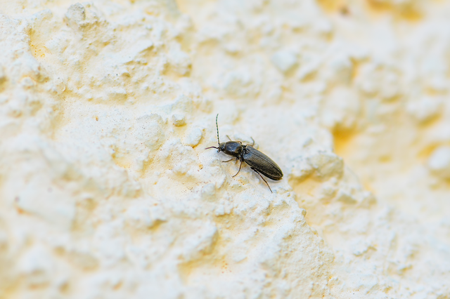Dicronychus rubripes - kis szívespattanó